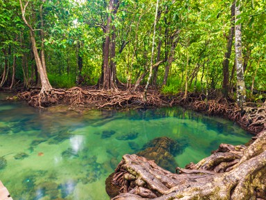 Экспедиция в мангровые джунгли