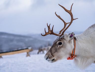 Саамская деревня: музей под открытым небом