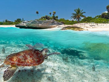Снорклинг с морскими черепахами и купание в сеноте