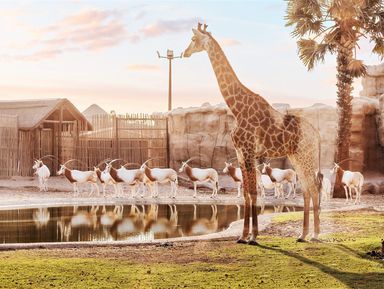 В мире животных: Dubai Safari Park и The Green Planet