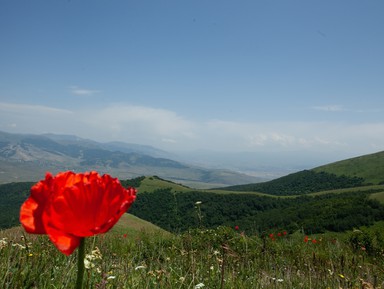 Тюльпаны и горы Самарканда