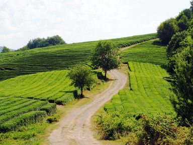 День ярких впечатлений в Сочи