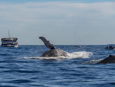 Вес счастья — 30 тонн: встреча с горбатыми китами