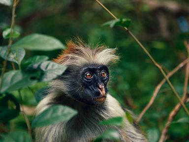 Лес Джозани: царство красных обезьян