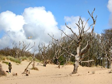 Песчаные дюны Южного Кеннемерланда