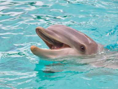 Дельфинарий в Утише: крупнейший открытый дельфинарий в России