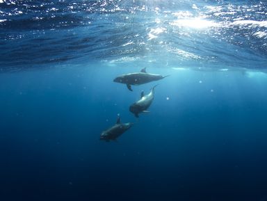 Морская экскурсия в бухту дельфинов