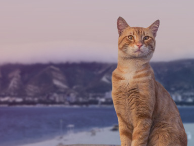 «Геленджик кота Василия» — театрализованная аудио-экскурсия