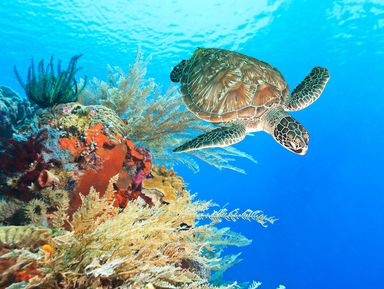 Канкун: снорклинг с морскими черепахами и купание в сеноте