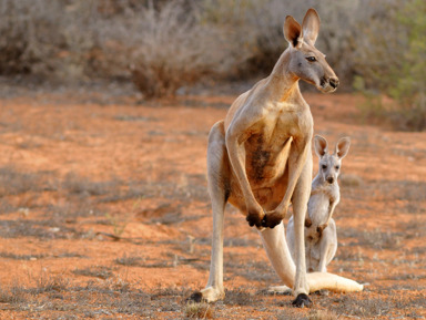 Онлайн-экскурсия «Уникальный животный мир Австралии»