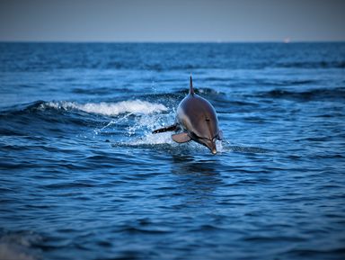 Экспедиция к черноморским дельфинам