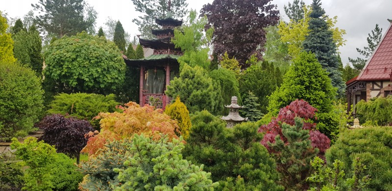 Хвойная коллекция: растения со всего мира в китайском саду