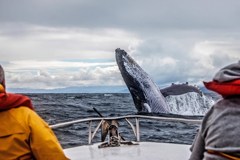 Природа Заполярья и встреча с китами — это Териберка!