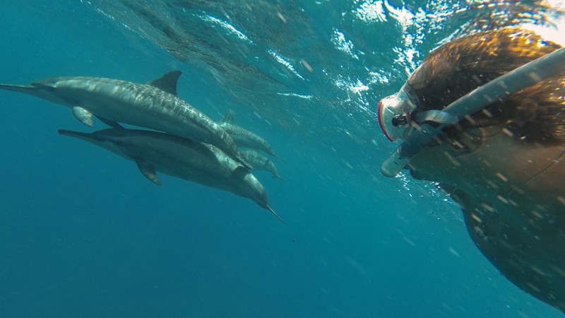 Бухта дельфинов: групповая поездка из Хургады