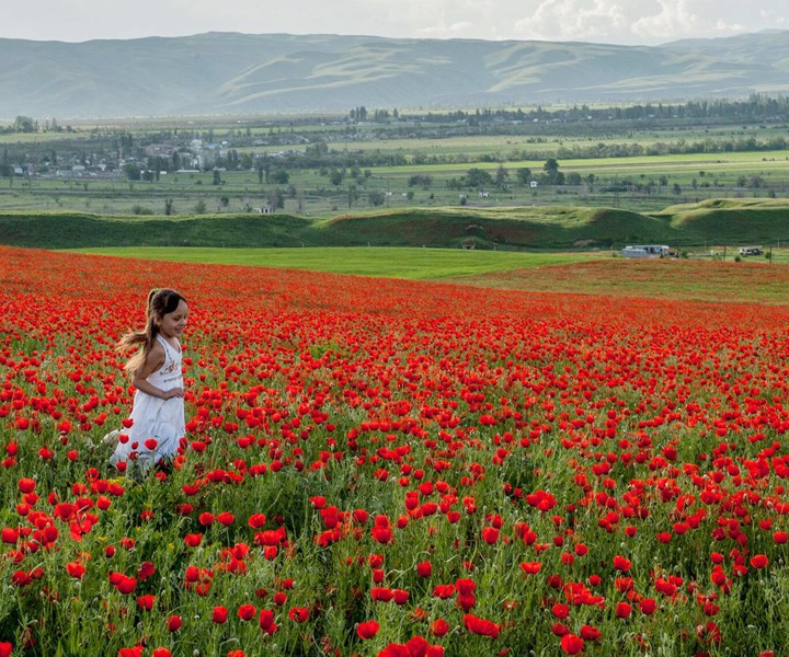 Из Алматы — к цветущим маковым полям