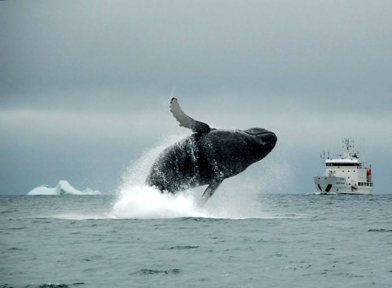 В Териберку — на встречу с китами!