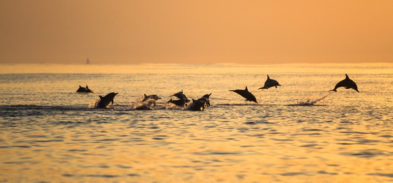 На рассвете к дельфинам: поездка на север Бали