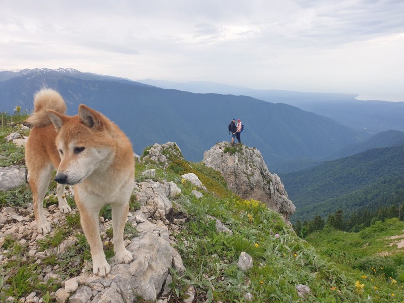 Поездка в Абхазию с треккингом к альпийским лугам