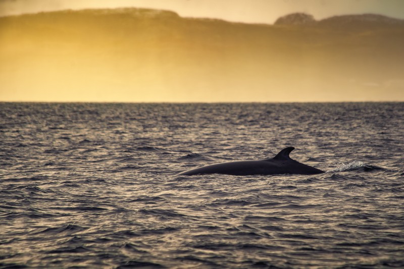 На край Земли: поездка в Териберку и селфи с китами
