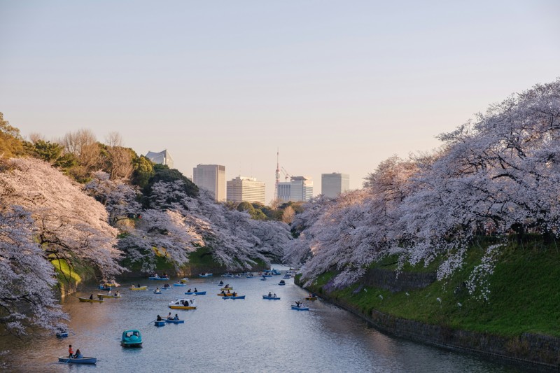 Цветущий Токио