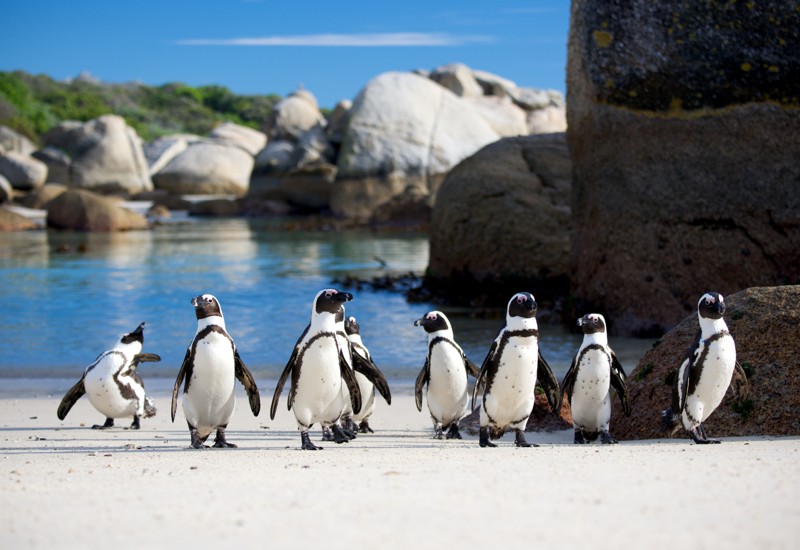ЮАР — Кейптаун: мыс Доброй Надежды, пингвины и захватывающий Чапменс-Пик