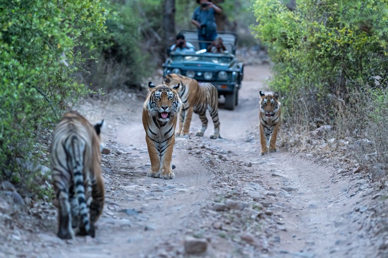 Тигры в дикой природе: заповедная и популярная Индия