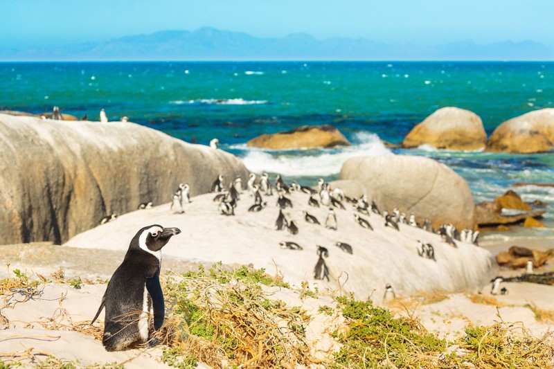Пингвины, морские котики и мыс Доброй Надежды
